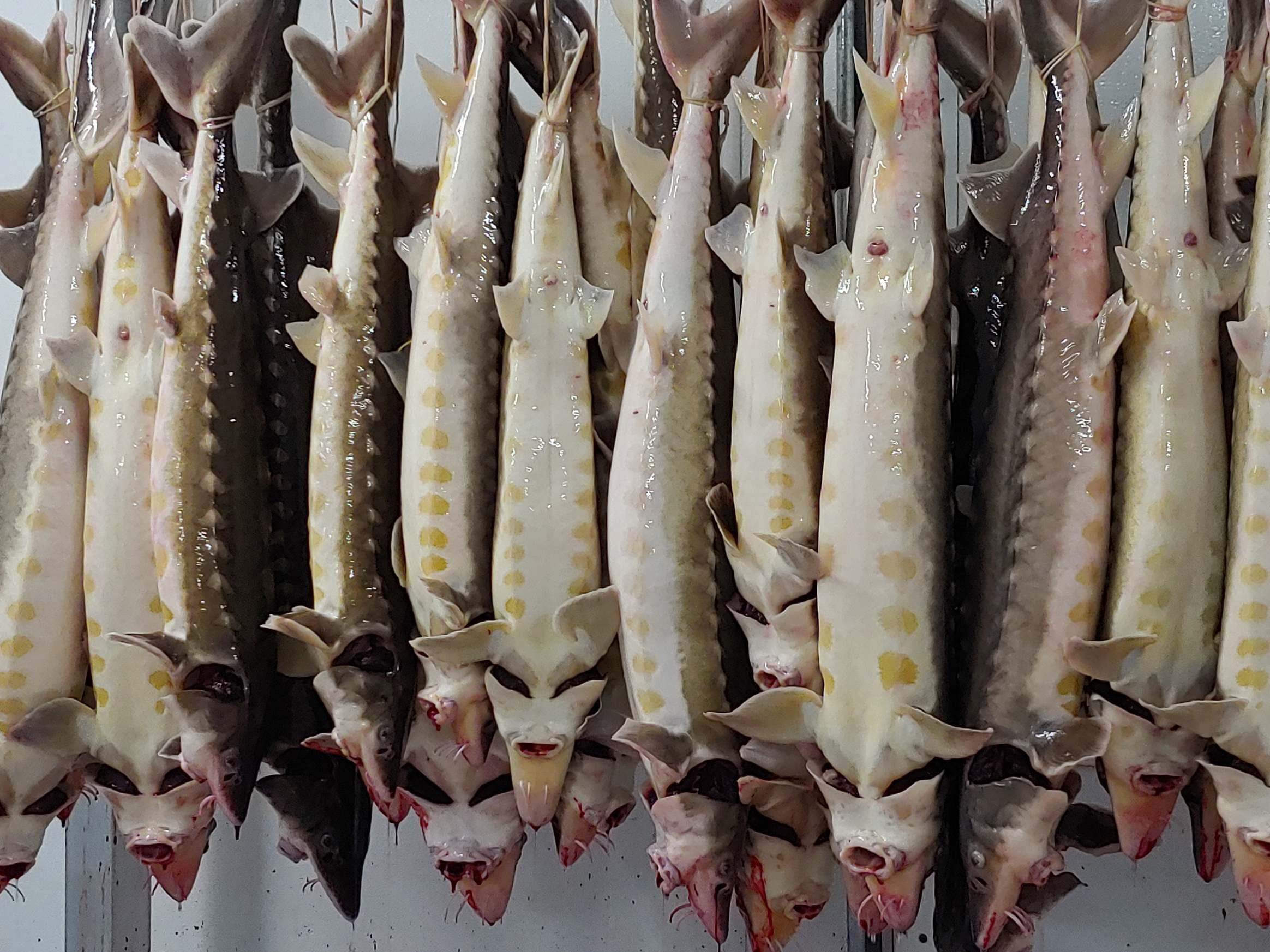 Shortnose Sturgeon (full fish, gutted) (price per 10 kgs)