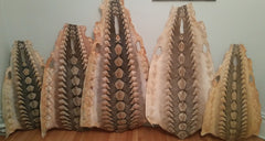 Atlantic Sturgeon Hide (tanned skin)