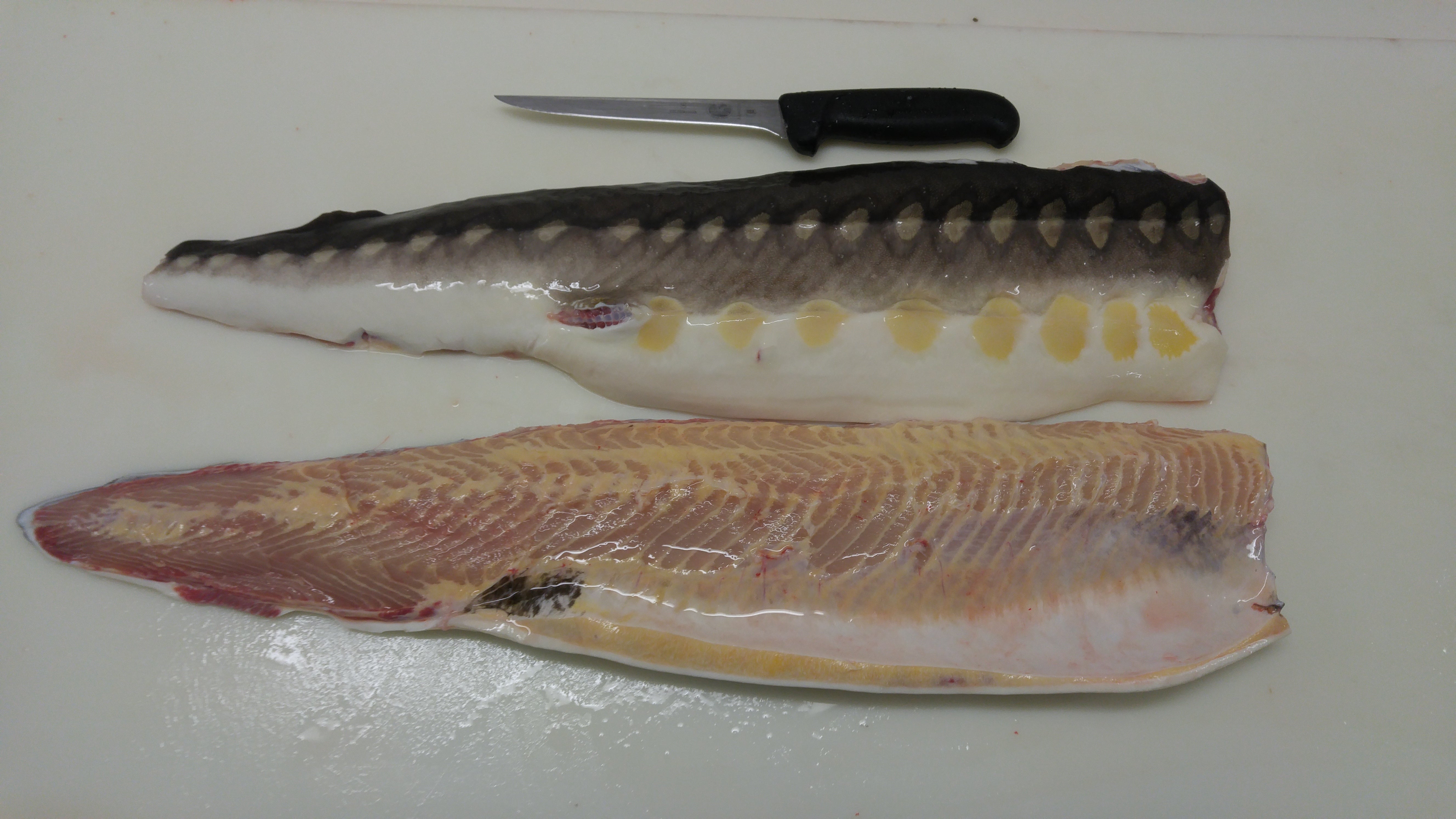 Shortnose Sturgeon Skin on Fillets (price per 10 kgs min order)