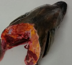 Shortnose or Atlantic Sturgeon Heads (price per kg)