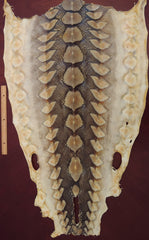 Atlantic Sturgeon Hide (tanned skin)